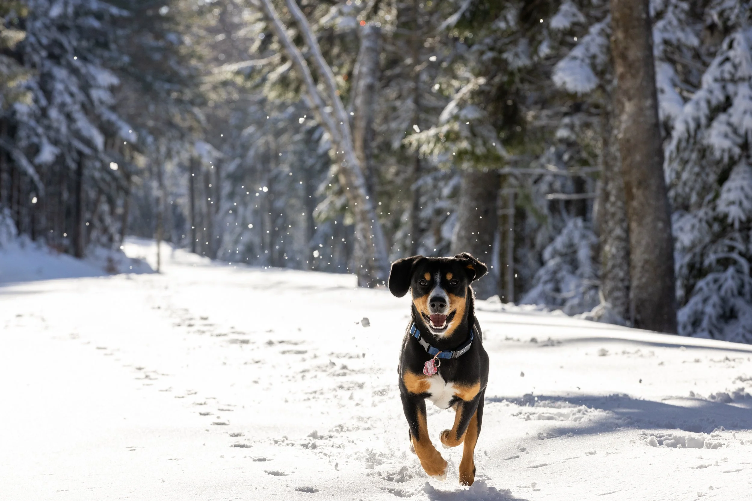 pet sessions — Aquadro Photography